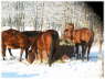 Pferde Schnee5